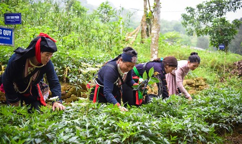 Quy hoạch v&#249;ng trồng để bảo tồn dược liệu đặc hữu của Việt Nam