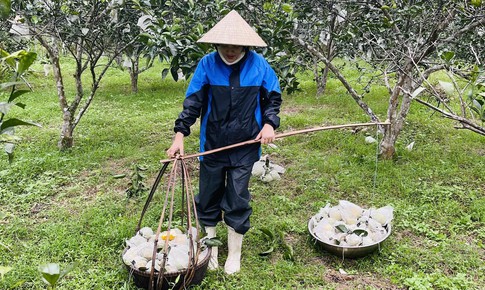 Người d&#226;n đi&#234;u đứng v&#236; cam thối rụng h&#224;ng loạt sau mưa lớn