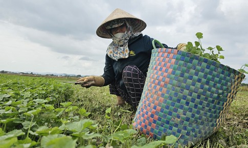 Người d&#226;n tất bật ra đồng từ nửa đ&#234;m thu hoạch rau m&#225; sau lũ