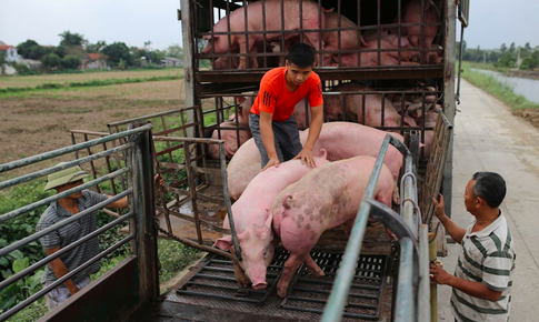 Phải chấm dứt t&#236;nh trạng nhập lậu động vật để nguồn thịt lợn trong nước đảm bảo an to&#224;n vệ sinh thực phẩm