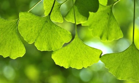 Một số giải pháp giúp cải thiện tuần hoàn máu