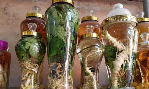 Nhân các vụ ngộ độc do rượu thuốc, bác sĩ khuyến cáo người dân không tự ý ngâm dùng