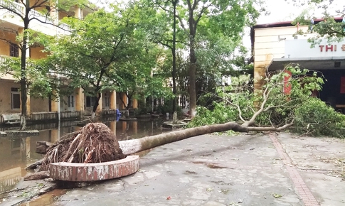 C&#226;y xanh bật gốc đ&#232; tr&#250;ng học sinh: Loại c&#226;y n&#224;o ph&#249; hợp trồng ở s&#226;n trường?