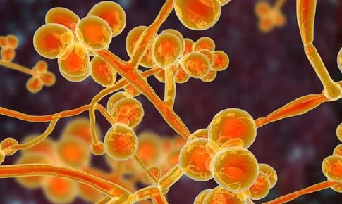 Phát triển vaccine phòng nhiễm nấm Candida