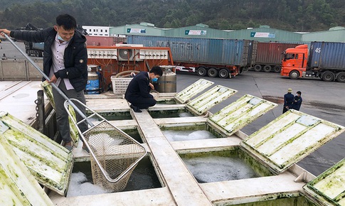 Rà soát toàn bộ hồ sơ hải quan nhập khẩu cá tầm để xử lý vi phạm