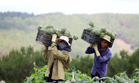 Nhận kỷ lục ch&#226;u &#193;, hoa atiso 200.000 đồng/kg đắt kh&#225;ch ăn giải nhiệt