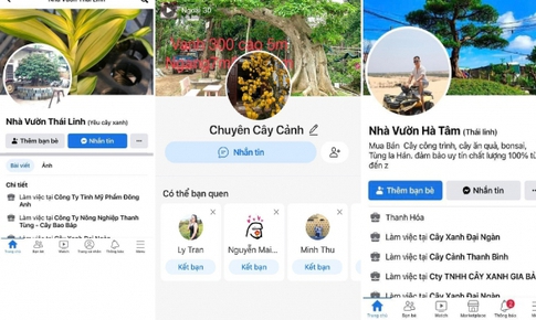 Lừa bán cây cảnh qua mạng, chiếm đoạt hàng trăm triệu đồng