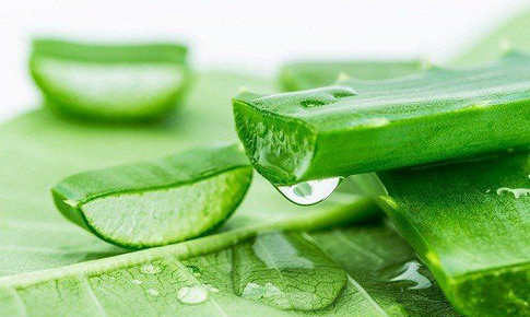 Lô hội không chỉ làm đẹp da mà còn giúp thanh nhiệt, nhuận tràng
