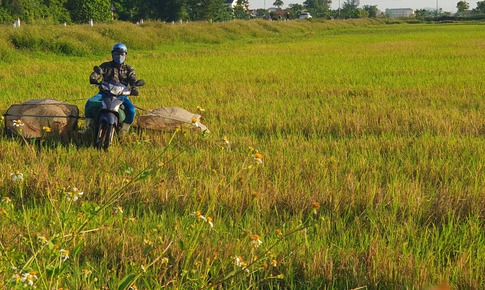 Săn &quot;t&#244;m bay&quot; kiếm tiền triệu giữa m&#249;a nắng n&#243;ng