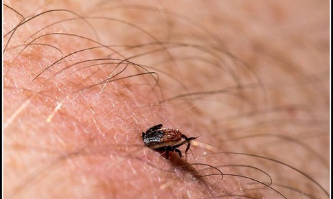 M&#249;a h&#232; cảnh gi&#225;c với c&#225;c c&#244;n tr&#249;ng g&#226;y bệnh nguy hiểm cho người