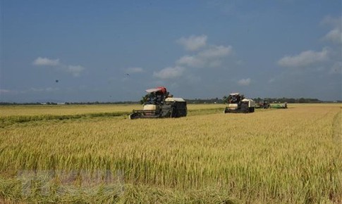 Gi&#225; gạo xuất khẩu tăng l&#234;n mức cao nhất trong hơn một thập kỷ
