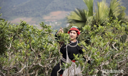 L&#234;n T&#250;ng S&#225;n ngắm vườn ch&#232; bốn m&#249;a bồng bềnh trong m&#226;y