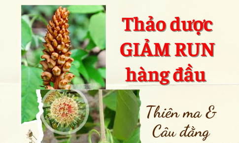 Bộ đ&#244;i thảo dược hỗ trợ giảm run ch&#226;n tay trong y học cổ truyền