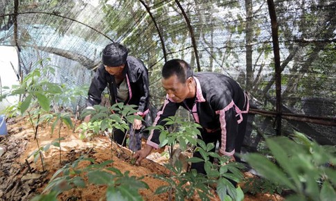 Đầu tư, hỗ trợ ph&#225;t triển dược liệu qu&#253; tại v&#249;ng đồng b&#224;o d&#226;n tộc thiểu số v&#224; miền n&#250;i theo &#39;chuỗi gi&#225; trị&#39;