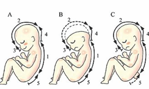 Tầm quan trọng của Axit folic trong phòng chống dị tật thai nhi
