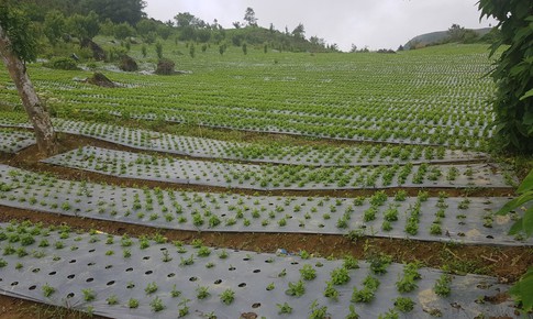 Tiềm năng ph&#225;t triển kinh tế dược liệu gắn với du lịch