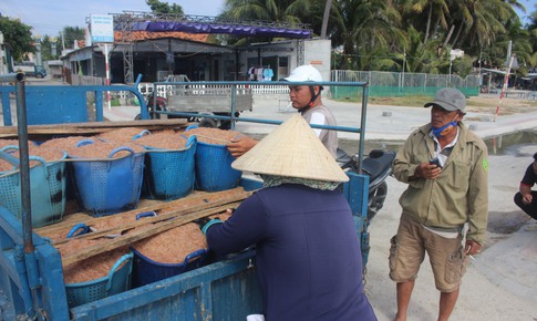 M&#249;a săn ruốc biển kiếm tiền triệu mỗi ng&#224;y, ngư d&#226;n hy vọng một c&#225;i Tết đủ đầy