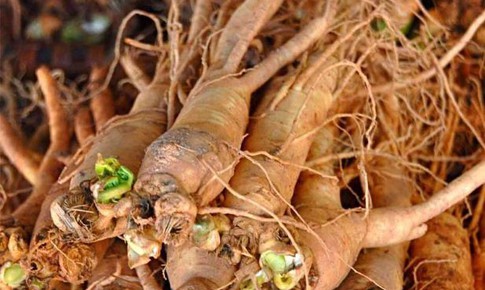 4 vị thuốc bổ huyết ai cũng cần biết