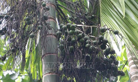 Gi&#225; cau tăng cao, khuyến c&#225;o người d&#226;n kh&#244;ng ồ ạt trồng mới