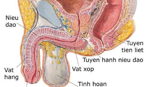 C&#225;c c&#226;u hỏi li&#234;n quan đến bệnh vi&#234;m tuyến tiền liệt