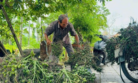 Quả cau tươi đang được thu mua với gi&#225; cao kỷ lục c&#243; c&#244;ng dụng g&#236;?