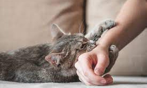 Bệnh dại có thể lây qua nước bọt khi chó mèo liếm không?