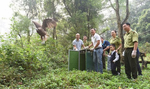 74 c&#225; thể chim hoang d&#227; qu&#253; hiếm được thả về tự nhi&#234;n