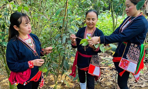 H&#242;a B&#236;nh: Chuyển đổi c&#226;y trồng dược liệu gi&#250;p x&#243;a đ&#243;i giảm ngh&#232;o