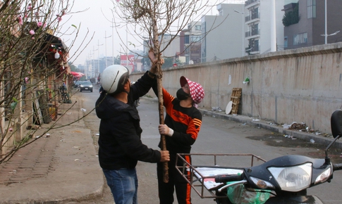 Đ&#224;o Nhật T&#226;n khoe sắc, xuống phố phục vụ người d&#226;n chơi Tết sớm