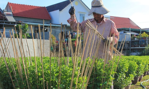 Vựa hoa c&#250;c ở Nam Trung Bộ &#39;chờ&#39; Tết