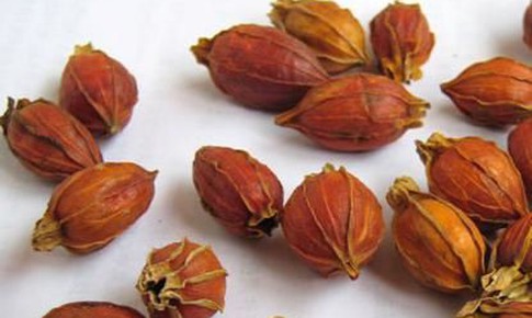 Quả d&#224;nh d&#224;nh chữa bệnh g&#236;?