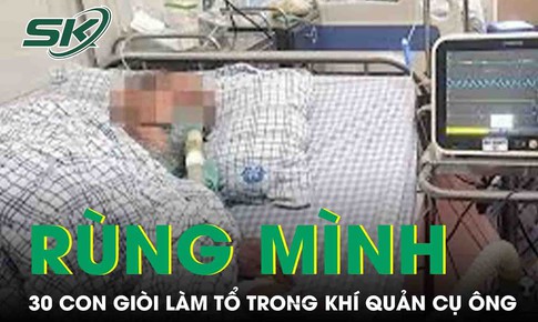 30 con gi&#242;i l&#224;m tổ trong kh&#237; quản cụ &#244;ng