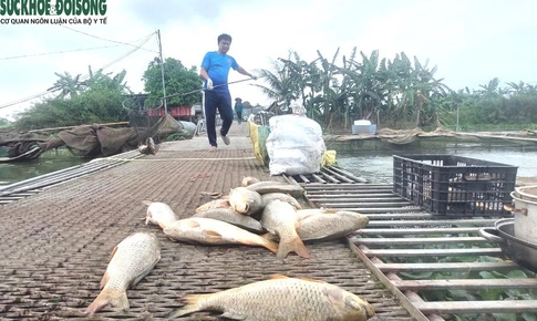 Nguy&#234;n nh&#226;n c&#225; nu&#244;i lồng ở Hải Dương bất ngờ chết h&#224;ng loạt