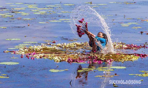 Theo ch&#226;n n&#244;ng d&#226;n miền T&#226;y thu hoạch hoa s&#250;ng m&#249;a nước nổi