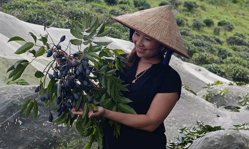 N&#244;ng d&#226;n Thanh Chương &#39;kh&#243;c r&#242;ng&#39; v&#236; loại quả được v&#237; như ‘v&#224;ng đen’ mất m&#249;a chưa từng c&#243;