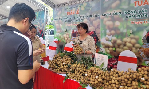 Đưa nh&#227;n lồng Hưng Y&#234;n về H&#224; Nội với gi&#225; &#39;d&#249;ng thử&#39;, chưa đầy 30.000 đồng/kg, quả to tr&#242;n, mọng nước