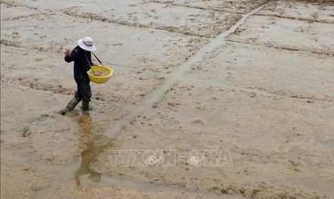 Gi&#225; l&#250;a tăng, n&#244;ng d&#226;n gieo sạ l&#250;a Thu Đ&#244;ng kh&#244;ng theo khuyến c&#225;o