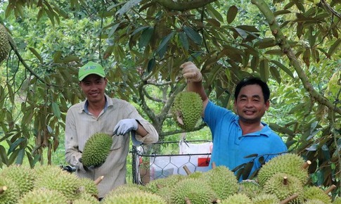 Xuất khẩu c&#225;c loại tr&#225;i c&#226;y &#39;bội thu&#39;: Th&#224;nh quả từ khai mở thị trường