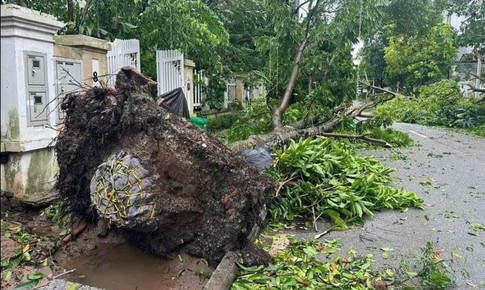 C&#226;y đổ c&#242;n nguy&#234;n bọc bầu: Sai kỹ thuật, sai quy tr&#236;nh khi trồng