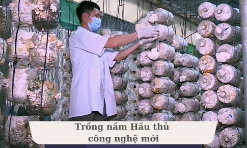 Nấm Hầu thủ - Nấm dược liệu tiềm năng nhưng đầy th&#225;ch thức