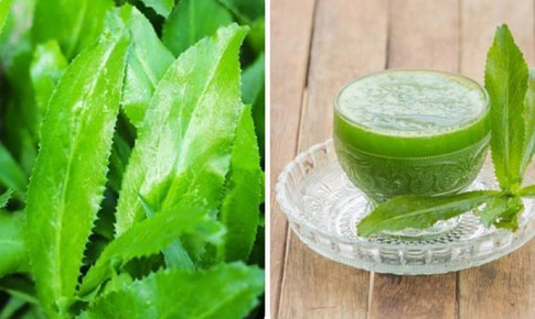Nước lá mùi tàu có tác dụng chữa bệnh gì?