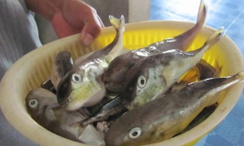 Sở Y tế Lâm Đồng yêu cầu điều tra vụ ngộ độc cá nóc khiến một người nguy kịch
