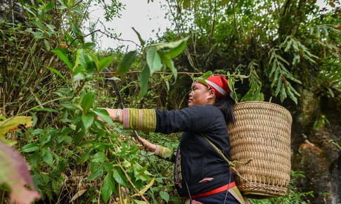 Người Dao v&#224; kho b&#225;u dược liệu v&#249;ng n&#250;i ph&#237;a Bắc