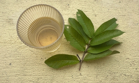 Phát hiện loại nước lá giúp hạ huyết áp, giảm mỡ máu, ổn định đường huyết đang ‘gây sốt’