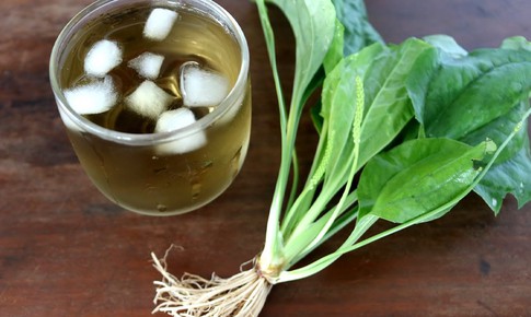 Uống nước mã đề có tác dụng gì?