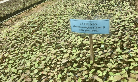 Hoàn thiện thể chế, phát huy thế mạnh y học cổ truyền Việt Nam