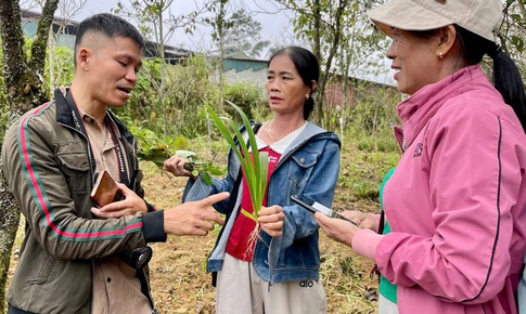 Nâng cao giá trị dược liệu Việt: Sinh kế bền vững cho bà con đồng bào dân tộc thiểu số và miền núi