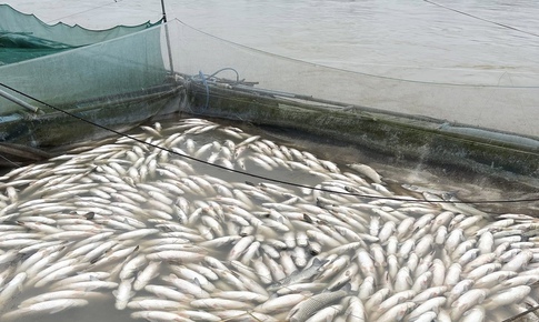 Nhiều hộ nuôi cá lồng ven sông Bồ có nguy cơ trắng tay sau mưa lũ