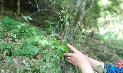 B&#237; quyết phục hồi sức khoẻ sau sinh của phụ nữ Th&#225;i từ nồi l&#225; thơm x&#244;ng hơ