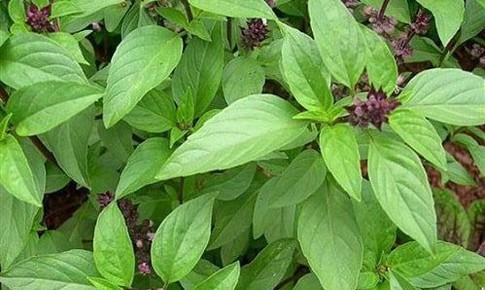 10 lợi ích sức khỏe của húng quế tươi không thể bỏ qua trong chế độ dinh dưỡng